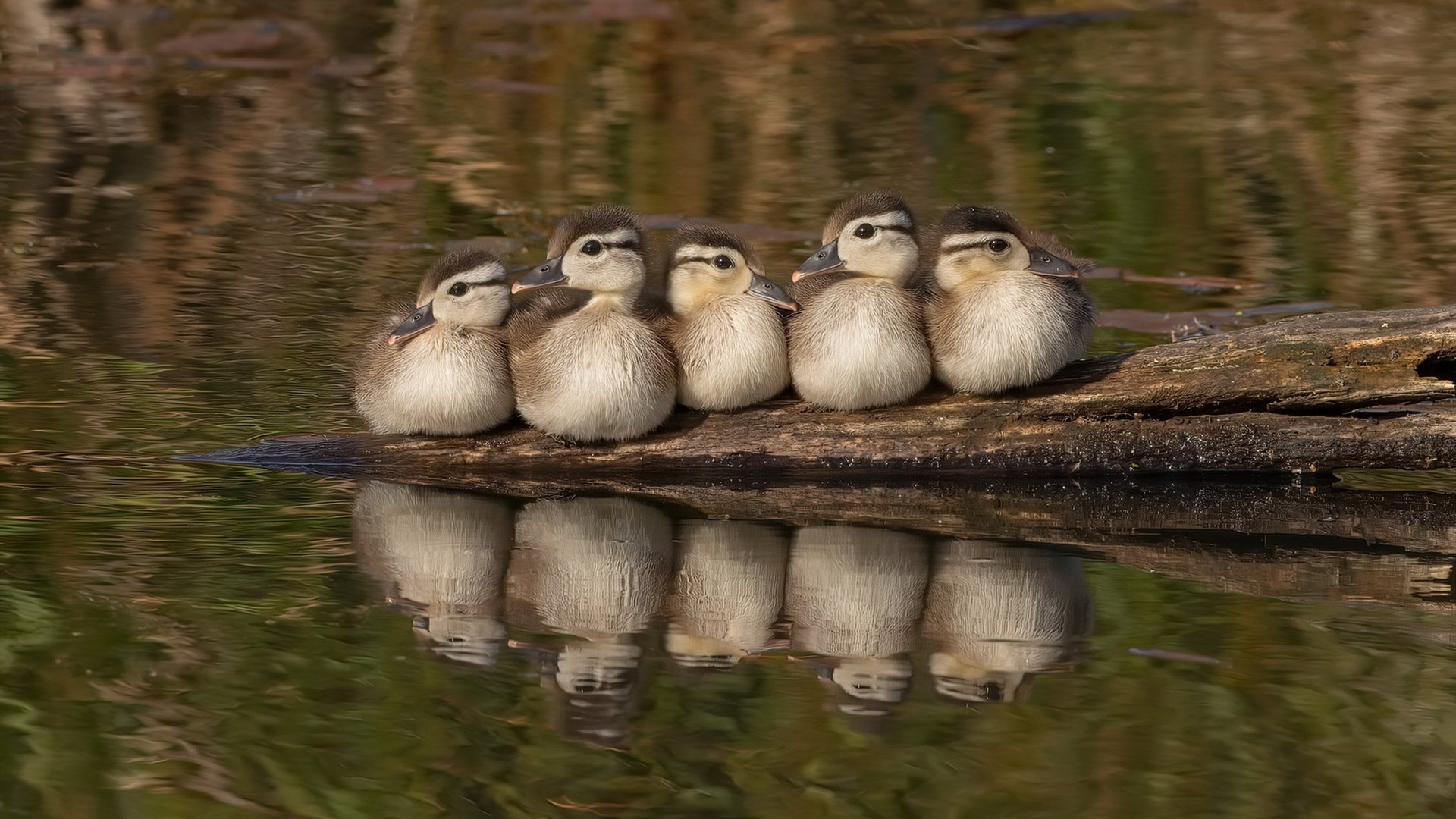 中国足球裁判员国际交流项目正式启动，提升判罚全球水平，国家足球裁判员