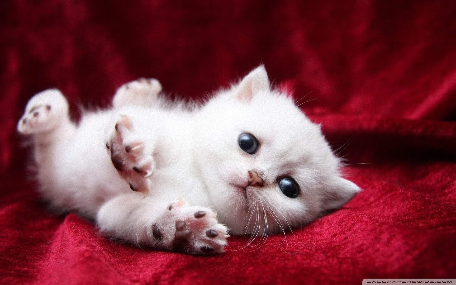 “英超冠军争夺战持续升温,战局扑朔迷离”,英超 冠军