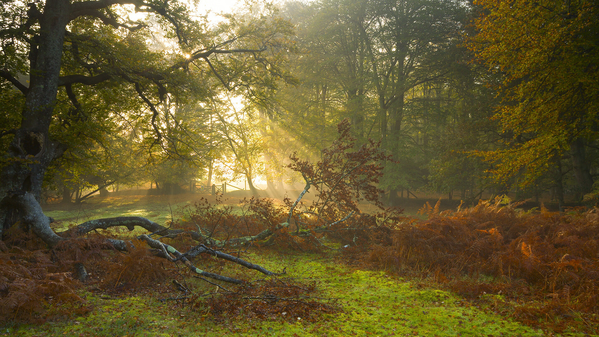 全国青少年足球运动普及，基层青训快速发展，全国青少年足球训练营
